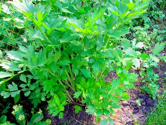 Kā piesaistīt vīrieša mīlestību