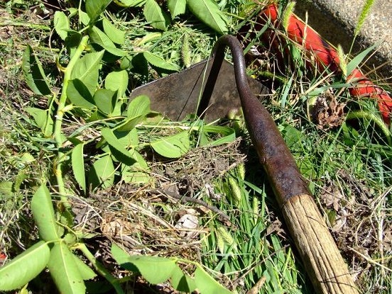 Kā atbrīvoties no nezālēm dārzā? Neticēsi, bet tas tiešām strādā