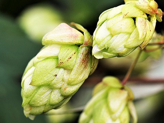 Kā atbrīvoties no apiņiem? Protams, apēst!