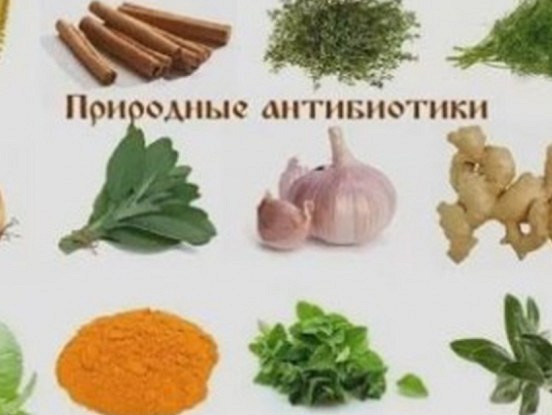 Spēcīgas dabīgās antibiotikas, kuras ir vērts izmēģināt!