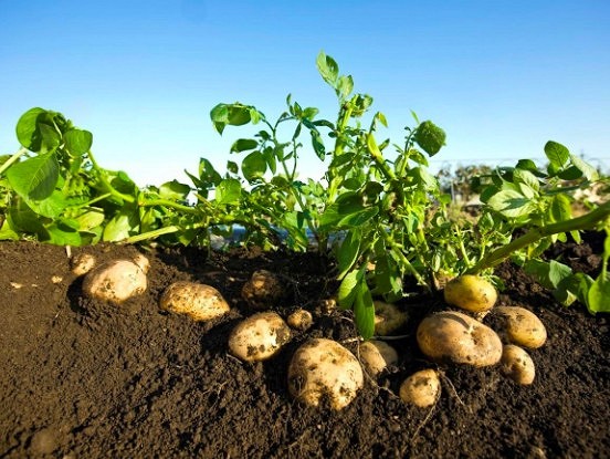 Vai no kartupeļu krūma ir iespējams savākt septiņus kilogramus kartupeļu?