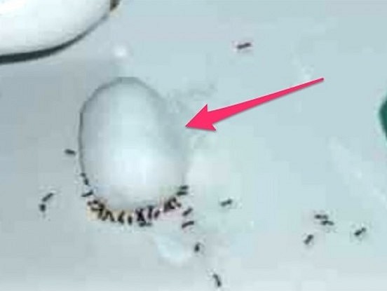 Kā atbrīvot māju no skudrām vienas nakts laikā? Glābiņš no nelūgtiem viesiem!