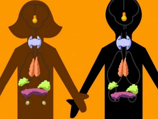 Izrādās, arī hormoniem ir “darba laiks"