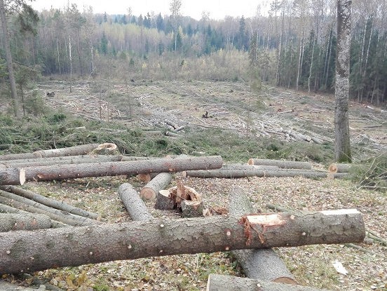 Valsts mežos ir iespēja iegūt bez maksas malku