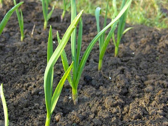Dārza kultūraugu aizsardzība no kaitēkļiem pavasarī