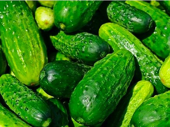4 īpaši piebarojuma veidi  neticami palielinās gurķu ražu!