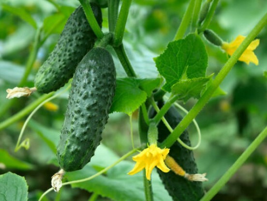 Kā rūpēties par gurķiem: pareiza laistīšana, ravēšana un irdināšana