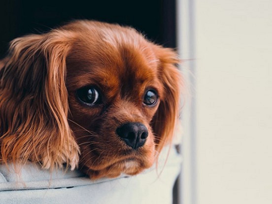 Kā suņi sajūt sliktus cilvēkus?