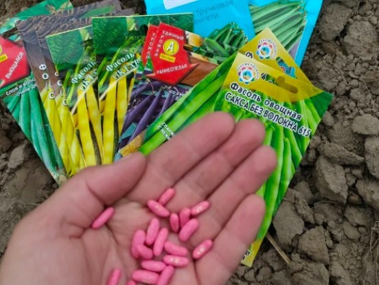 Ko vēl augustā var pagūt iesēt un ražu novākt līdz rudenim