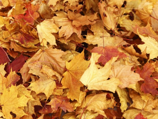 Kā noderīgi izmantot birstošās lapas