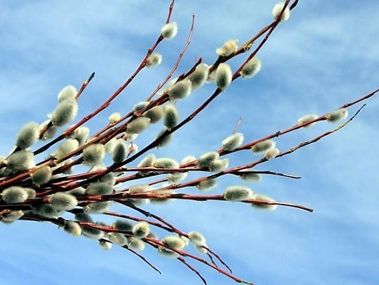 Kas jādara Pūpolsvētdienā?