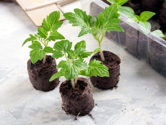 Labākās sējas dienas 2021.gadā