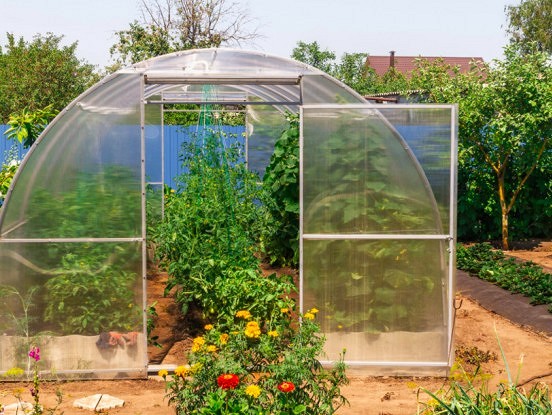 Dārzeņu saderība siltumnīcā:  kurus augus nedrīkst stādīt kopā