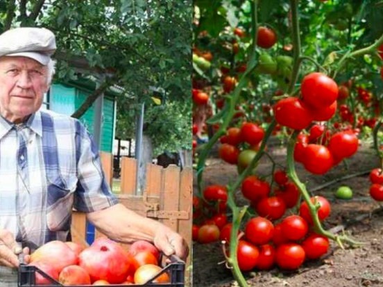 Senču padomi bagātīgai tomātu ražai: 5 pārbaudīti triki