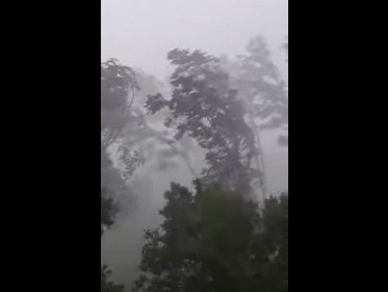 VIDEO: Aizkrauklē lielā vēja dēļ lūzt koki! Iespaidīgi skati