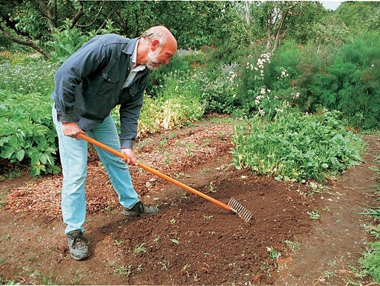 Vai zināji, kādēļ vajag izkaisīt diļļu sēklas pa visu dārzu?