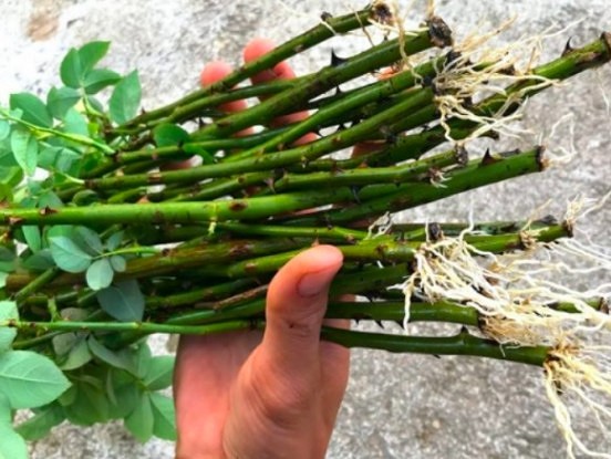 Neparasts, bet efektīvs rožu apsakņošanas variants
