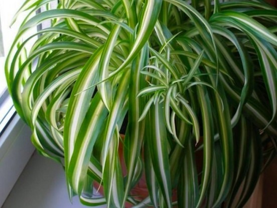 5 augi, kas lieliski mitrina gaisu dzīvoklī