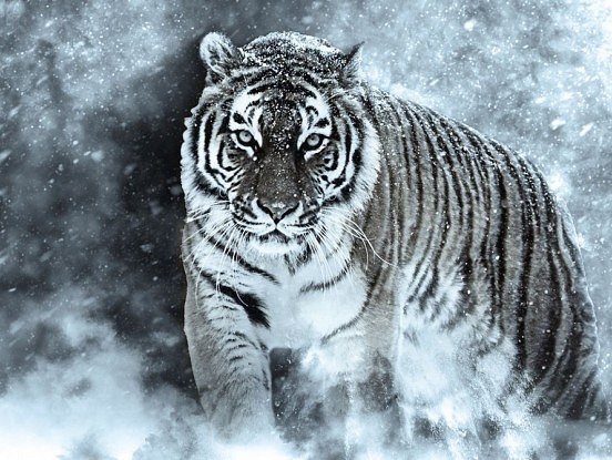 Trīs zodiaka zīmēm būs garantēti izdevies 2022. gads
