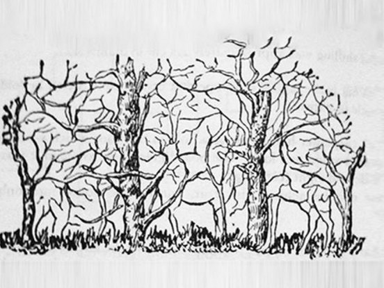 Pirmais dzīvnieks, kuru jūs ieraudzīsiet attēlā, atklāj jūsu personības  būtību