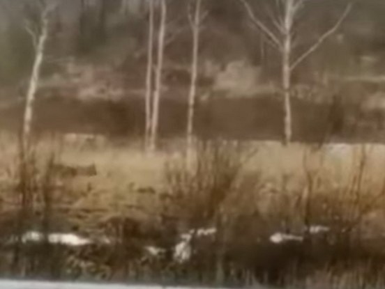 VIDEO: Šo redzot un filmējot tricēja rokas, kaut kas neredzēts tik tuvu mājām