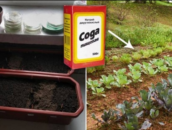 Dzeramās sodas izmantošana dārzā, rezultāts pārsteigs