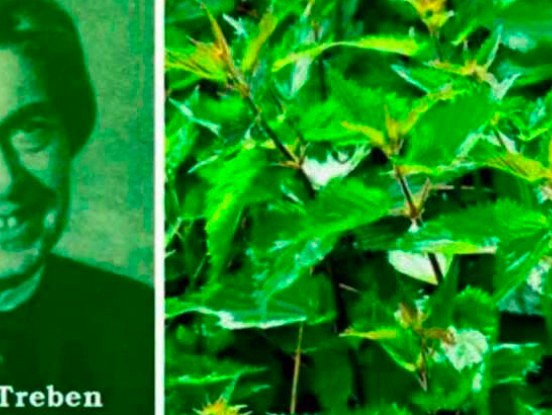 Pārsteidzoši! Nātru dziedinošas īpašības