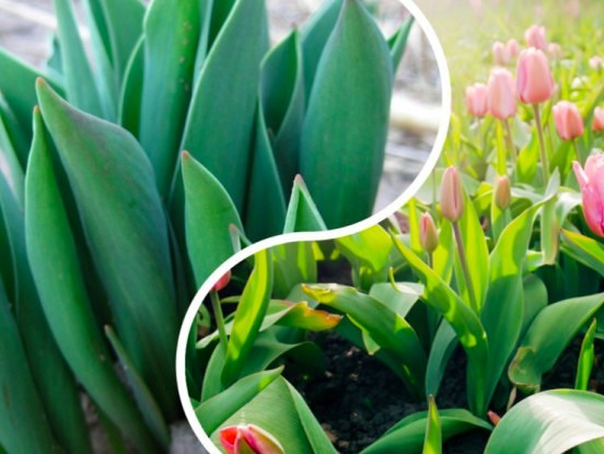 Kāpēc nezied tulpes?