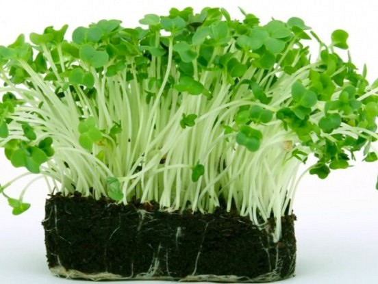 Šis paņēmiens atdzīvinās pat visbezcerīgākās sēklas