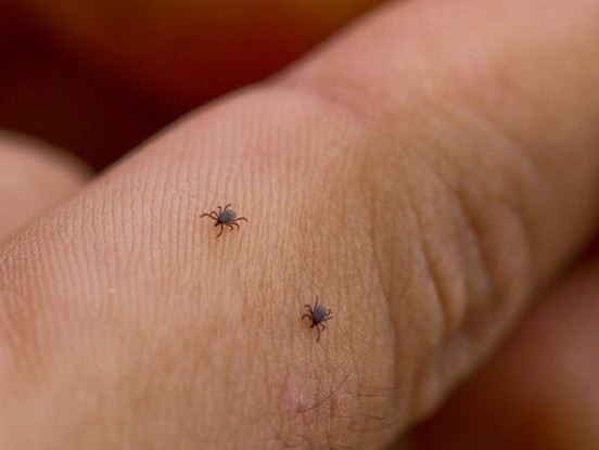 Ērces mostas. Izmantojiet šo viltīgo paņēmienu, lai nekļūtu par ērču upuri