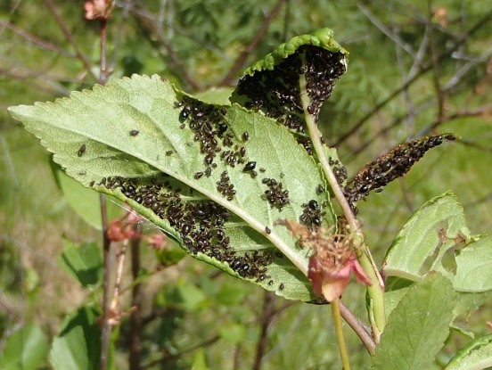 Vienkāršs veids, lai iznīcinātu laputis. Šo līdzekli var iegādāties jebkurā pārtikas veikalā