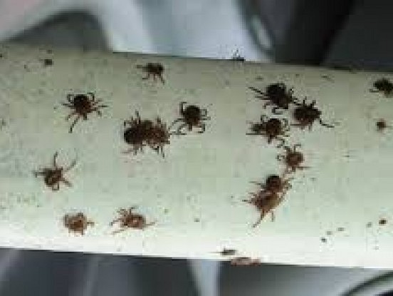 Viltīgs paņēmiens, lai nekļūtu par ērču upuri