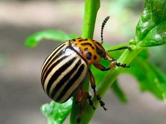 Kolorado vabolei ļoti nepatiks: kas jāpievieno, stādot kartupeļus
