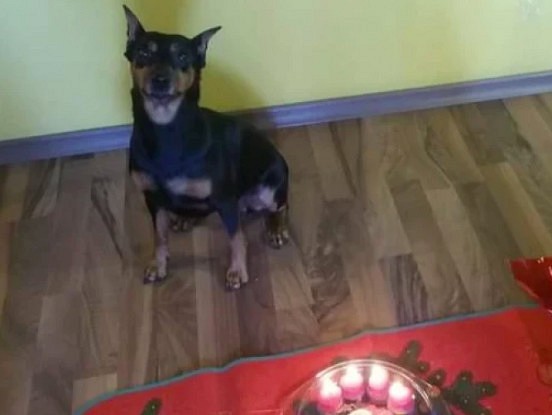 12:15 Jaunākās ziņas par alā iesprostoto sunīti!!!