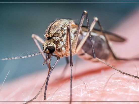 Odiem- NĒ! Dabīgas smaržas, kas atbaida odus